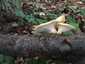 Olaszgomba (Polyporus tuberaster), Budai-hegység